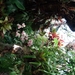 2c Funchal, orchideeen tuin _DSC00218