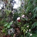 2c Funchal, orchideeen tuin _DSC00220