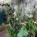 2c Funchal, orchideeen tuin _DSC00221