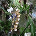 2c Funchal, orchideeen tuin _DSC00224