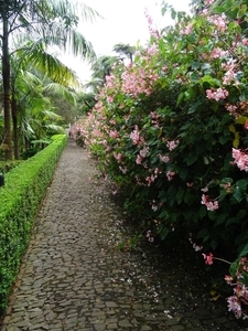 6c Monte palace tropical garden _DSC00570