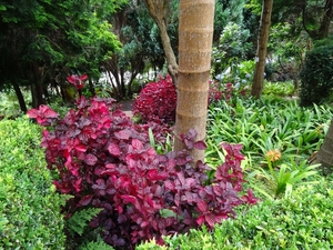 6c Monte palace tropical garden _DSC00571