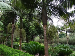 6c Monte palace tropical garden _DSC00576