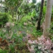 6c Monte palace tropical garden _DSC00579