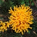 Kleverig koraalzwam - Calocera viscosa