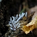 Zilveren schijnpluimpje - Stemonitopsis typhina