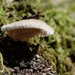 Waaiertje - Schizophyllum commune