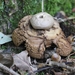 Gekraagde aardster - Geastrum triplex