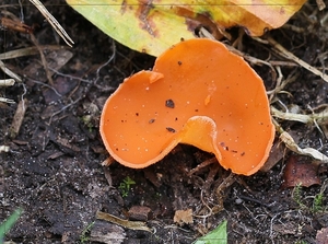 Grote oranje bekerzwam - Aleuria aurantia