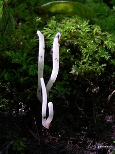 sized_sized_P2370500a Clavaria