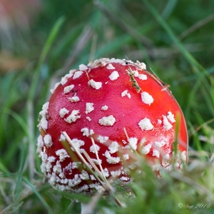 paddenstoelen 2015-0462