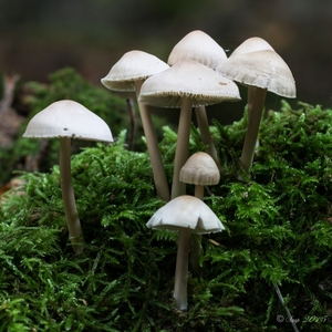 paddenstoelen 2015-0479