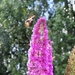18 juli kolibrievlinder