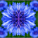 Caleidoscoop blauw-bloem