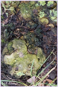 Bomen Frankrijklei, Stoopstraat - Baeckelmansstraat.