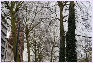 Bomen Frankrijklei, Stoopstraat - Baeckelmansstraat.