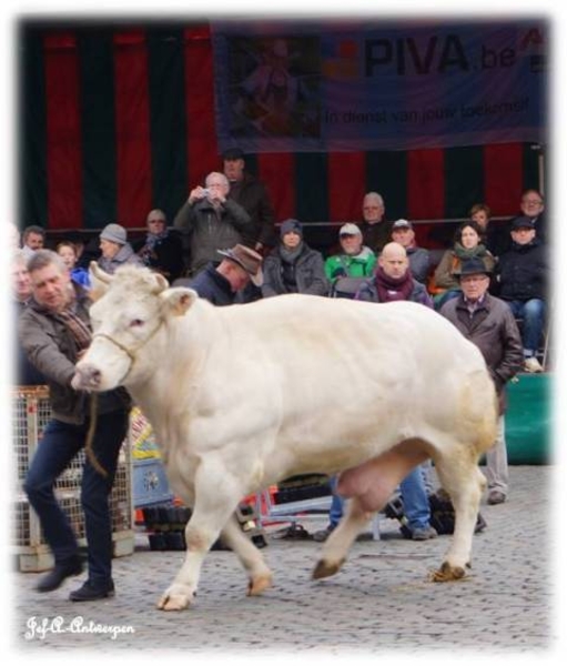 Antwerpen, Jef-A., De Grote Markt, runderen, koeien,