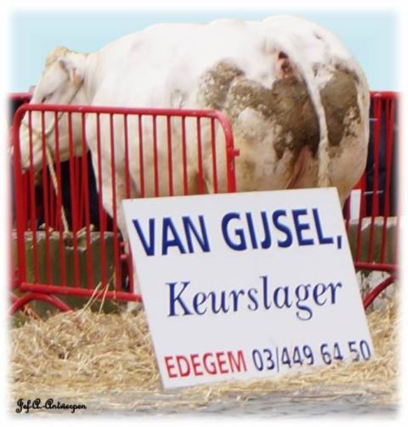 Antwerpen, Jef-A., De Grote Markt, runderen, koeien,