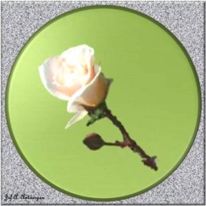 Wit rozige roos met bloemknop.