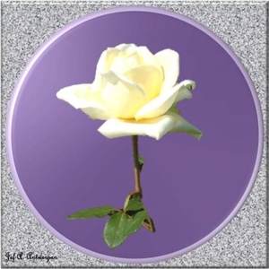 Witte roos met gele schijn.