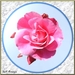 288 Roze roos met bloemknoppen.