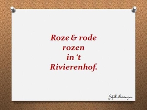 Roze & rode rozen in ‘t Rivierenhof.
