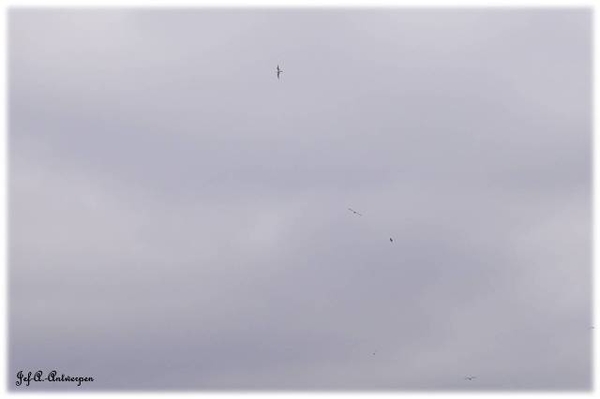 Zwerm vogels boven Houtdok en Mexicoeiland.