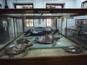 1AH Chennai, Madras museum, archeologisch gedeelte _P1220734
