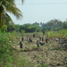 4B Madurai--Thekkady, suikerriet oogsten _DSC00267