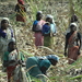 4B Madurai--Thekkady, suikerriet oogsten _DSC00268