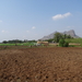 4C Madurai--Thekkady, patatten oogsten _DSC00272