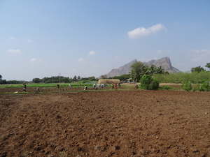 4C Madurai--Thekkady, patatten oogsten _DSC00272