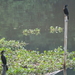 5F Kumarakom, vogels spotten _DSC00324