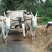 8G Mysore--Somnathpur,suikerriet verwerking _P1230165