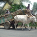 8G Mysore--Somnathpur,suikerriet verwerking _P1230170