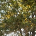 8H Mysore--Somnathpur _P1230174