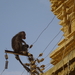 8O Mysore omg. Ranganthasamy tempel _DSC00637