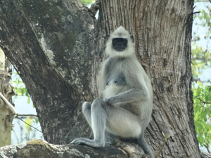 8C Ooty--Mysore, via nationaal park _DSC00477