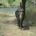 8C Ooty--Mysore, via nationaal park _DSC00481