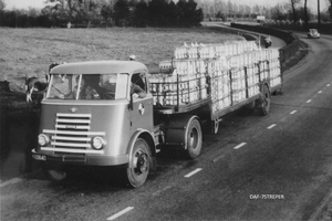 DAF-7Streper