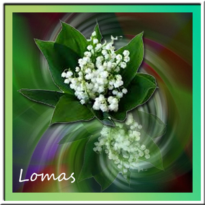 Lomas project 34.1