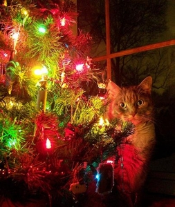 christmas-cat