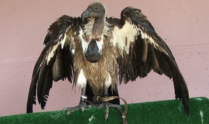 Roofvogels-Aviflora 2006