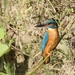 Ijsvogel - Alcedo atthis