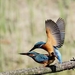 Ijsvogel - Alcedo atthis (2)