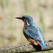 Ijsvogel - Alcedo atthis (4)