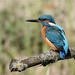 Ijsvogel - Alcedo atthis (11)