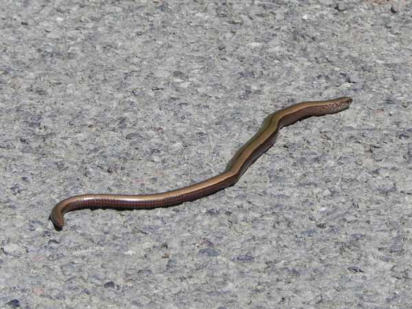 hazelworm