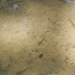 kikkervisjes in een plas