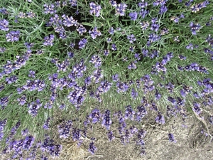 Lavendelfietstocht (10)